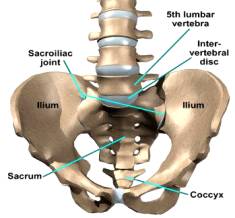 pelvic and sacral regions, west hollywood chiropractor