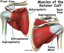 Los Angeles, West Hollywood, Beverly Hills Chiropractor Dr. Nick Campos Rotator Cuff