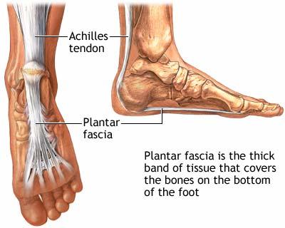Plantar fascia