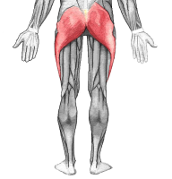 gluteus maximus, low back pain--West Hollywood chiropractor